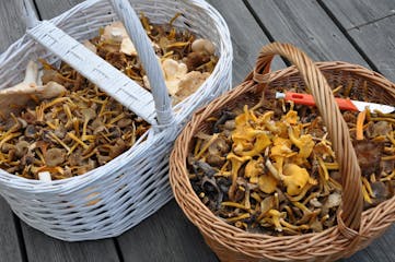 10 tips to be good on gathering mushrooms