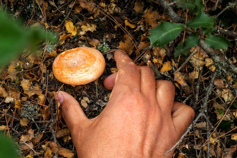 10 tips to be good on gathering mushrooms