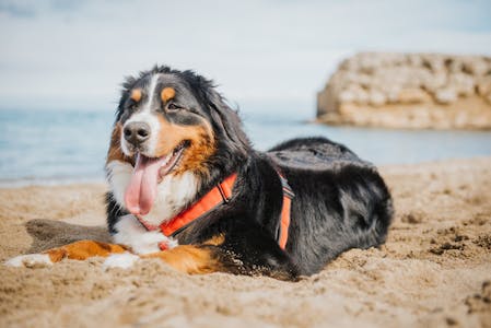 Location de vacances en Espagne où chiens sont acceptés