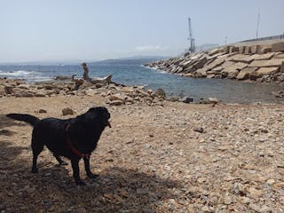 Playas donde se aceptan perros en la Costa - Naturaki