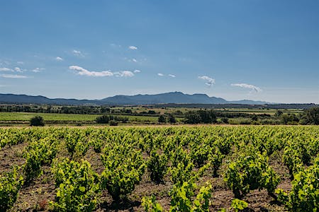 11 wineries of the Alt Empord&agrave; where you can enjoy wine tourism
