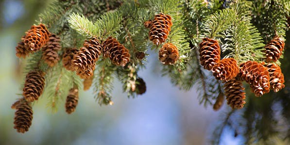 Christmas fir tree Fair of Espinelves, a must