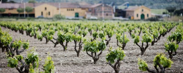 11 wineries of the Alt Empordà where you can enjoy wine tourism