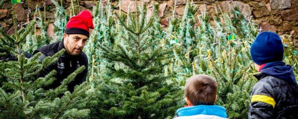 Christmas fir tree Fair of Espinelves, a must