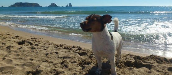 Beaches that accept dogs on the Costa Brava
