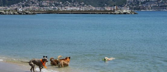 Playas donde se aceptan perros en la Costa Brava
